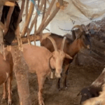 Ujku bën kërdinë në Lushnjë, hyn në kope dhe vret më shumë se 40 krerë