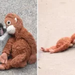 Punchi i braktisur nga nëna më në fund është pranuar në një familje