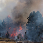 Avokatja shtetërore demanton lajmin se është arrestuar në aksionin anti-korrupsion