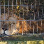 Luani që mbahej si kafshë shtëpiake në Shqipëri strehohet në Gjermani