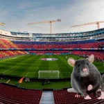 Pamje tronditëse nga stadiumi i Barcelonës: Minjtë “hedhin valle” në fushë pas shiut të madh