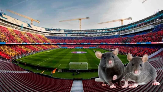 Pamje tronditëse nga stadiumi i Barcelonës: Minjtë “hedhin valle” në fushë pas shiut të madh