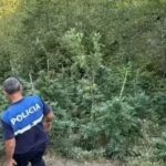 Asgjësohen rreth 5 mijë bimë kanabisi në Qarkun e Shkodrës