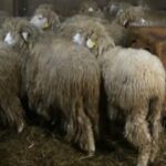 Verdhokja, dele autoktone e Kosovës