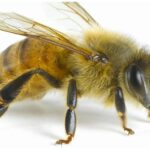 Këto janë kafshët dhe insektet më vdekjeprurëse në natyrë