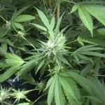 Zbulohet plantacion me 525 bimë kanabis në Podujevë – Asgjësohen në vendin e ngjarjes