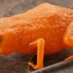 Një lloj i ri bretkose zbulohet në Brazil, merr emrin e presidentit brazilian