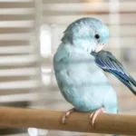 Çfarë të bëni kur zogut i thyhet penda e gjakut