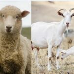 AUV me thirrje për fermerët, zbatoni masat e vendosura për parandalimin e murtajës