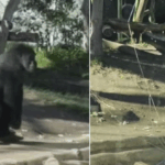Gorilla vrapon dhe thyen barrierën prej xhami në kafazin e tij në Kopshtin Zoologjik të San Diegos