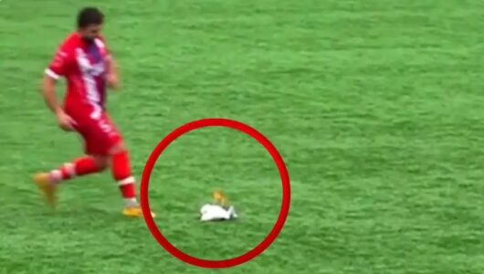 Mrekulli në futboll: Lojtari shpëton pulëbardhën që u godit nga portieri