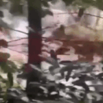 Një ari shfaqet në Brezovicë krejt afër vilave atje (Video)