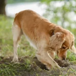 Pse qentë gërmojnë gropa në oborr? Çfarë fshihet pas këtij instinkti të lashtë?