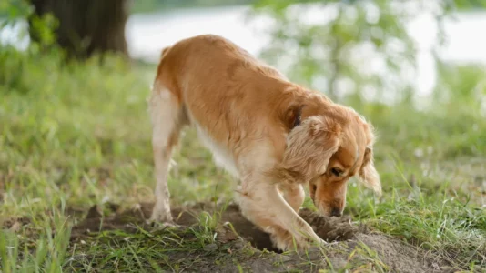 Pse qentë gërmojnë gropa në oborr? Çfarë fshihet pas këtij instinkti të lashtë?