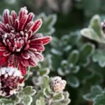 Kjo është lulja më e bukur e dimrit: Feng shui thotë se sjell harmoni dhe fat të mirë