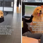 Qeni ndihmon në sallonin e flokëve, videoja është hit