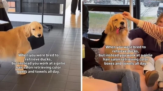 Qeni ndihmon në sallonin e flokëve, videoja është hit