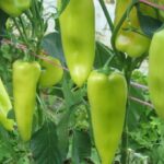 Sllovenia tërheq urgjentisht nga tregu specat e importuar nga Shqiperia, shkak niveli i lartë i pesticideve