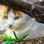 Zelanda e Re nis procesin për zhdukjen e maceve